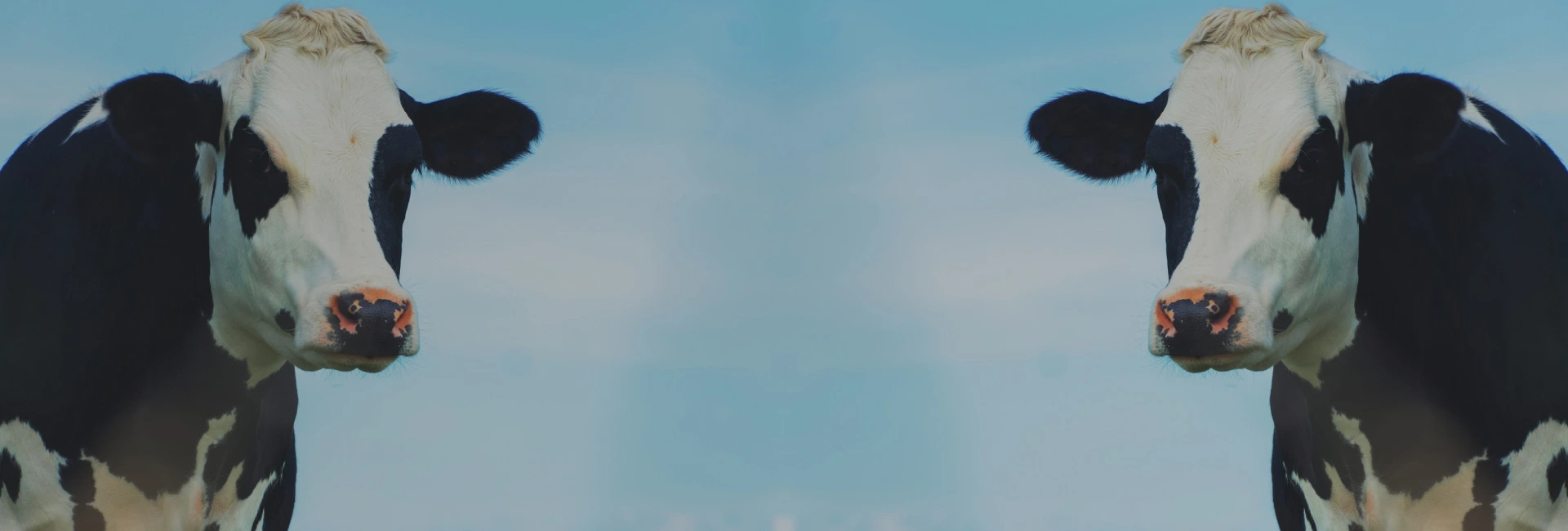 img-fluid
